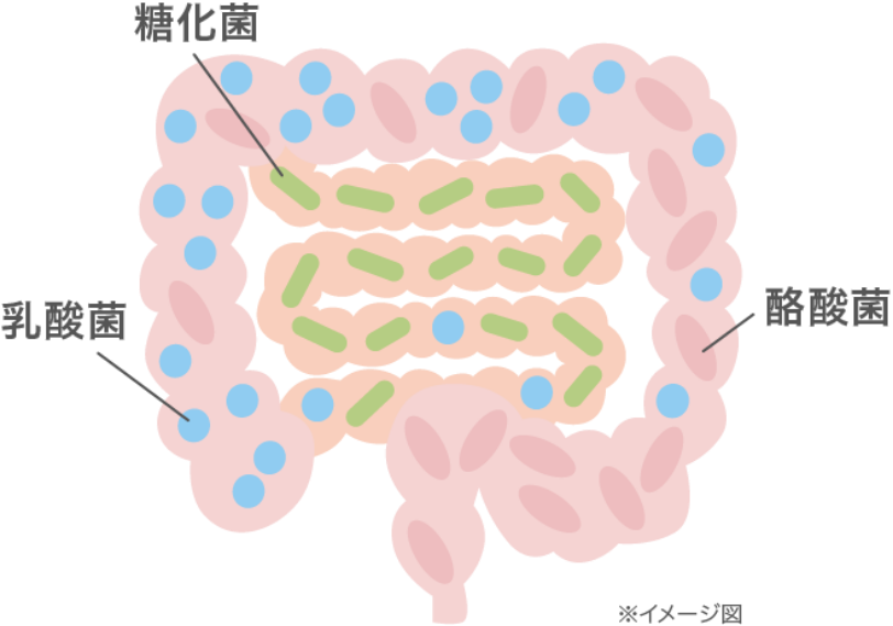 酪酸菌・乳酸菌・糖化菌の3種の菌を一緒に摂れるビオスリーのイメージ