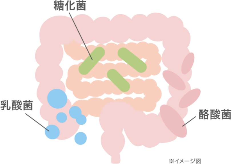 腸内の3つの菌のイメージ図