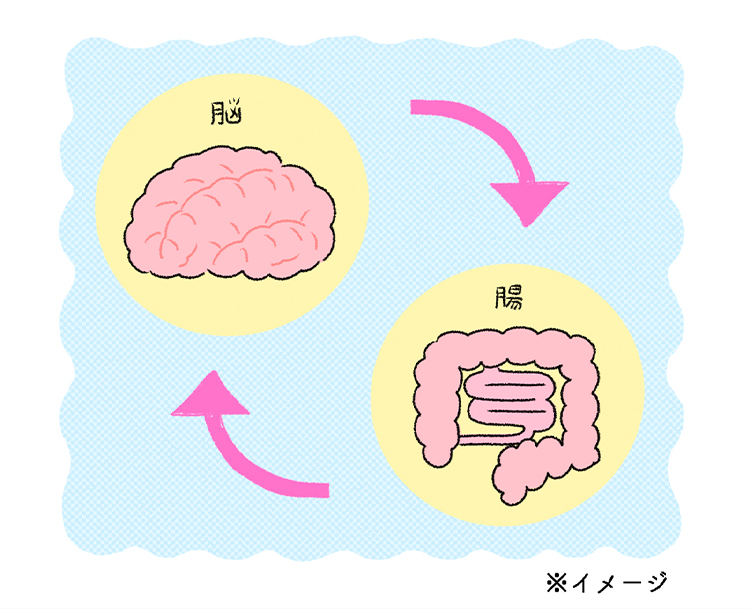 腸と脳には深い関わりイメージ