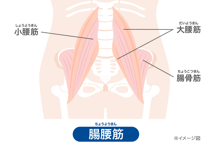 腸腰筋のイメージ