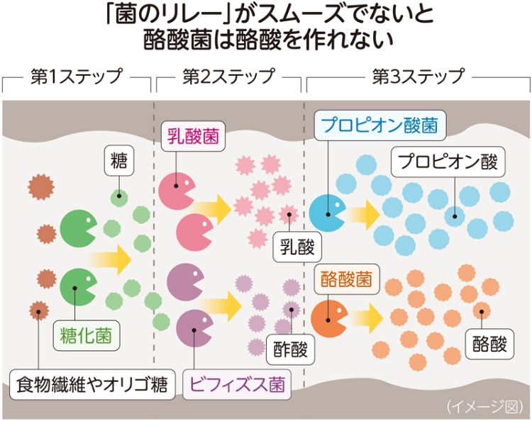 「菌のリレー」がスムーズでないと酪酸菌は酪酸を作れない
