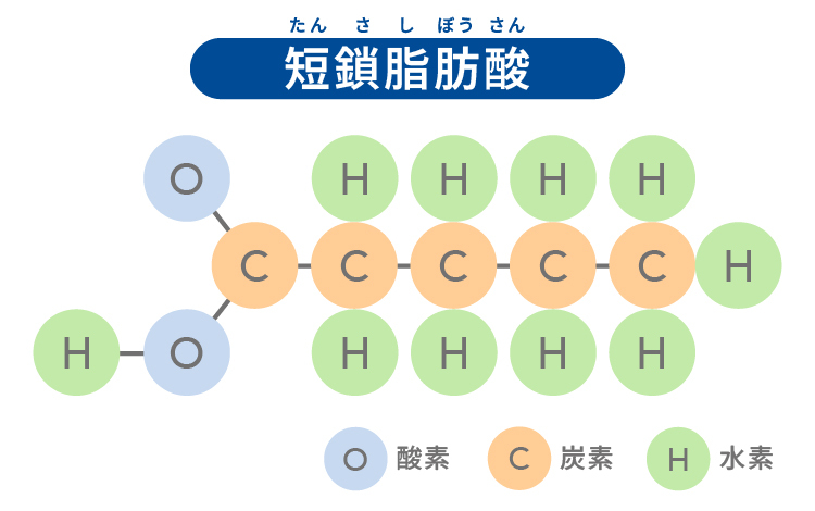 短鎖脂肪酸の化学構造（炭素・水素・酸素の模式図）