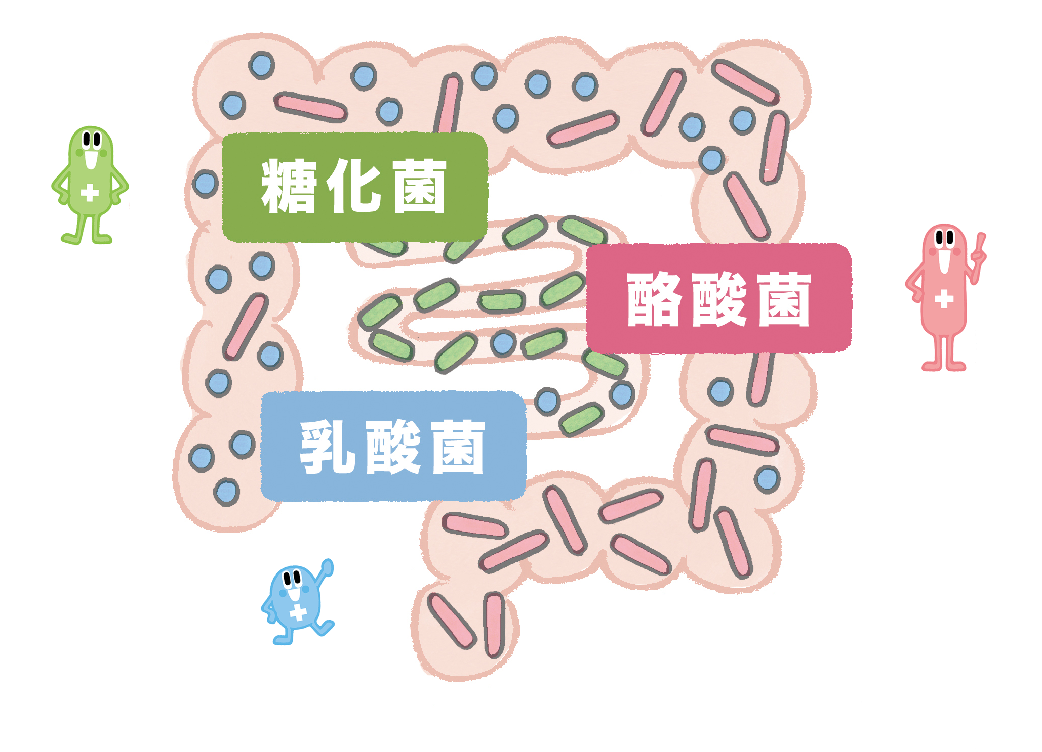 おなかの不調 便秘 軟便に有用菌 善玉菌 がいいのはなぜ おなかの不調 整腸 便秘 軟便には酪酸菌配合のビオスリー アリナミン製薬