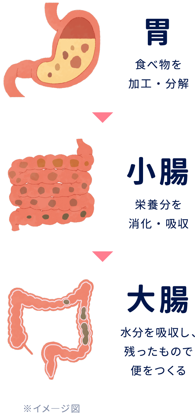 腸内フローラと大腸バリアを改善して日ごろの便通を整えるビオスリー ビオスリー公式サイト アリナミン製薬