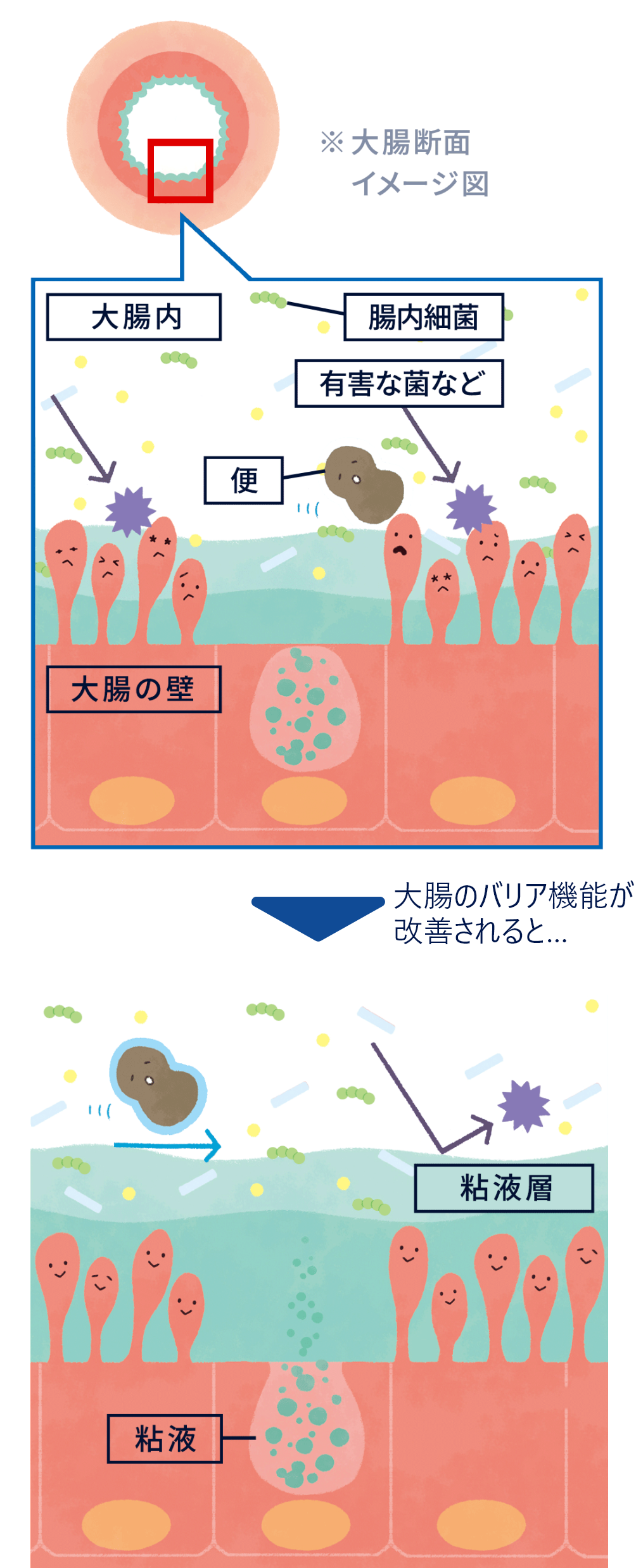 大腸のバリア機能を改善イメージ